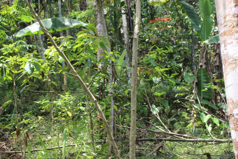 Protected: Natural Rubber and Small Holders