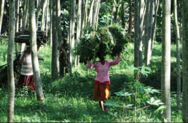 Social Forestry in Indonesia: the gap between permit issuance (Legal Access) and business success (Income Generation)